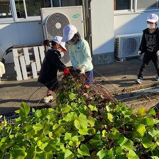 まずはツルを切りますよ