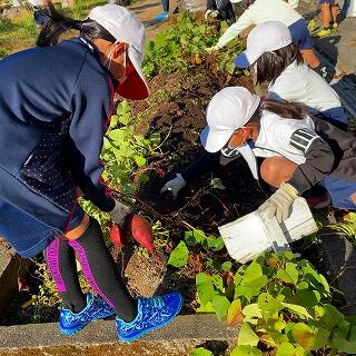 ツルと一緒におイモもどんどん顔を出します。