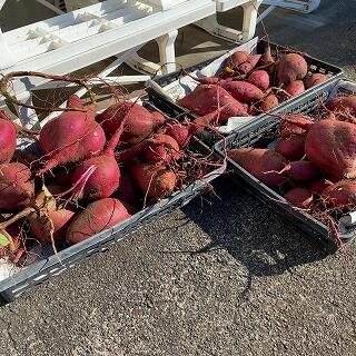 たくさんとれましたね！