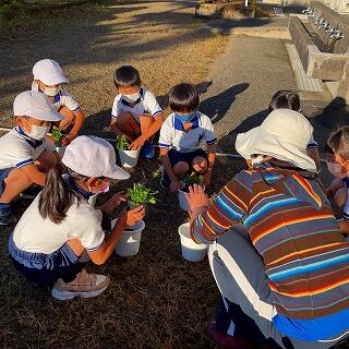 こうやって植えますよ。