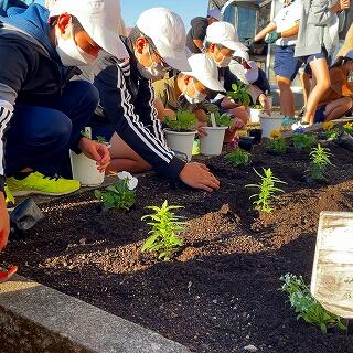 丁寧に植えていきます
