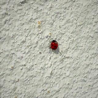 テントウムシだ！