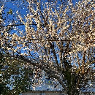 梅の花、満開！