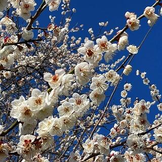 かわいい花ですね