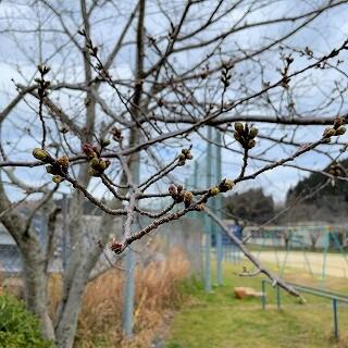 つぼみもだいぶ膨らんできましたよ。