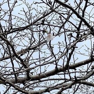 あっ、花が咲いています！