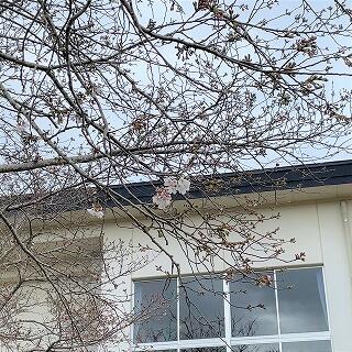 まだまだ桜はこれからですね