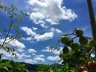トマトも暑い
