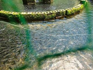 見えるかな？ヤマメたちです