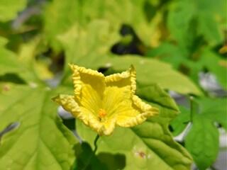 ゴーヤの花