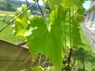 ヘチマの葉