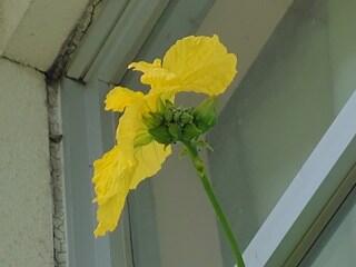 ヘチマの花（雄花）