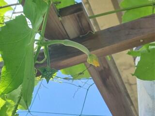 ヘチマの花（雌花）