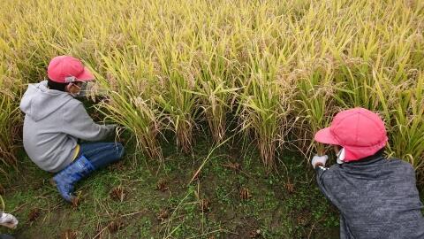 5年稲刈り① 5年稲刈り①