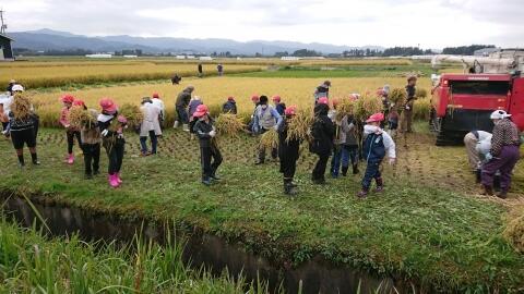 5年稲刈り②