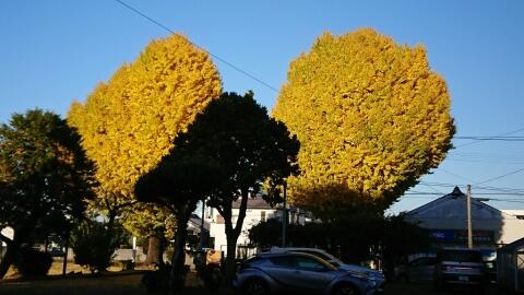 銀杏の木 銀杏の木