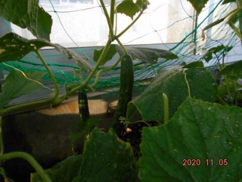 アップ　きゅうり