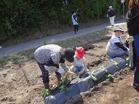 こうやって植えるんだよ