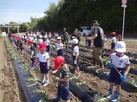 芋苗植えは楽しいな