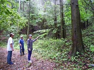 ６０年を経過した杉