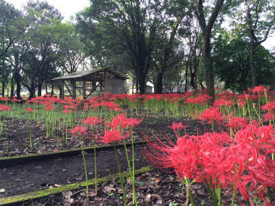 江楽園の彼岸花