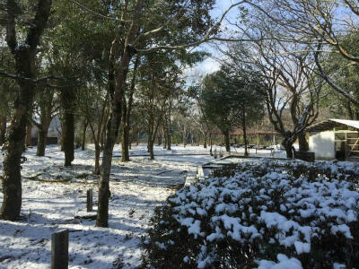江楽園の雪