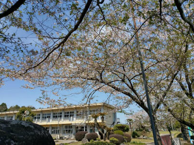 180329江平小の桜