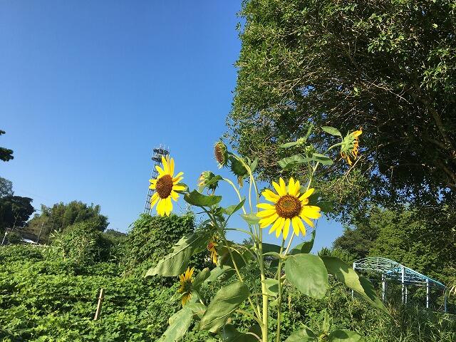 ヒマワリ2 ヒマワリ2