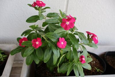 黒ポットで育つ日々草