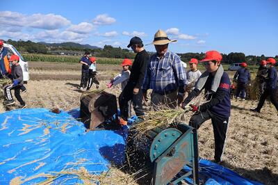 脱穀の様子