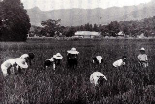 学校田草取りの様子