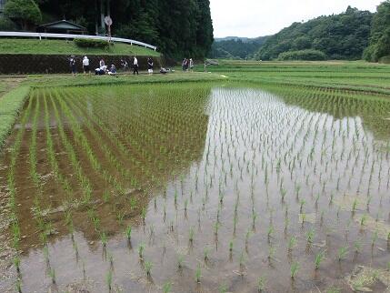 田植え４