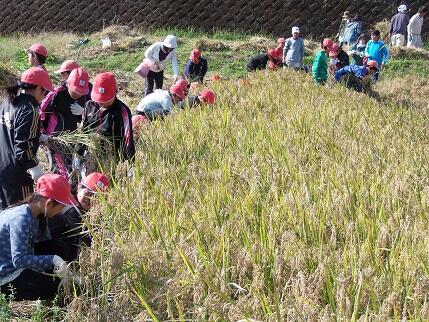 稲刈り１