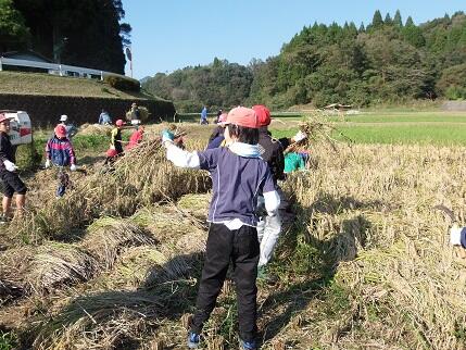 稲刈り２