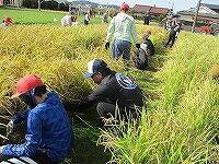 稲刈りの様子