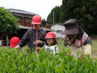 地域のみなさんといっしょにお茶摘み。