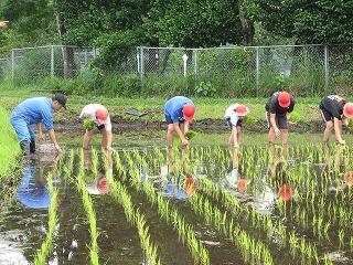 学校近くの田んぼで。