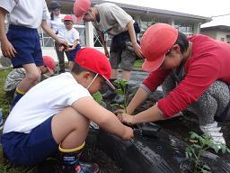 さつまいもの苗植え