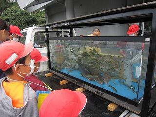 たくさんの魚たち。