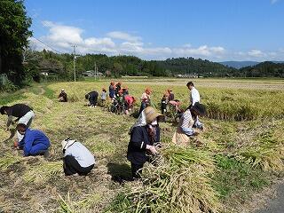 みんなで稲刈り。