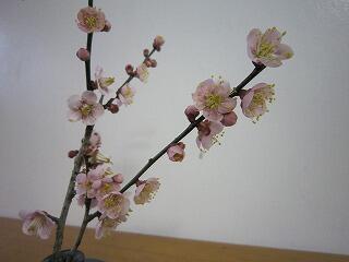 かわいい梅の花。