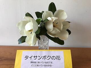 タイサンボクの花。