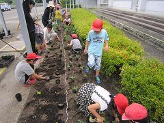 花の苗植えの様子