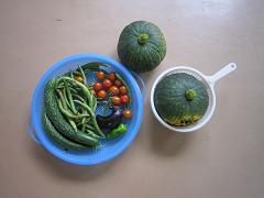 畑でとれた夏野菜