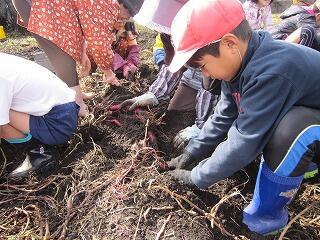 いもほり体験活動