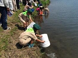稚鮎の放流３
