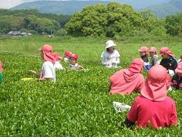 茶摘み②