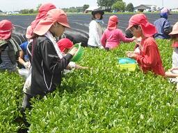 茶摘み④