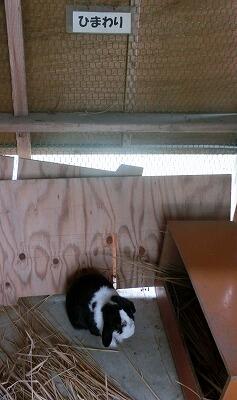 ひまわりちゃん