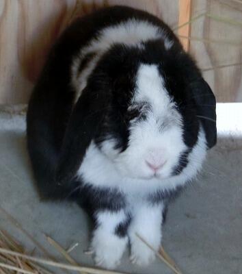 ひまわりちゃん